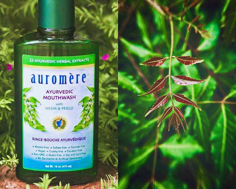 Nature's Toothbrush: The Benefits of Neem