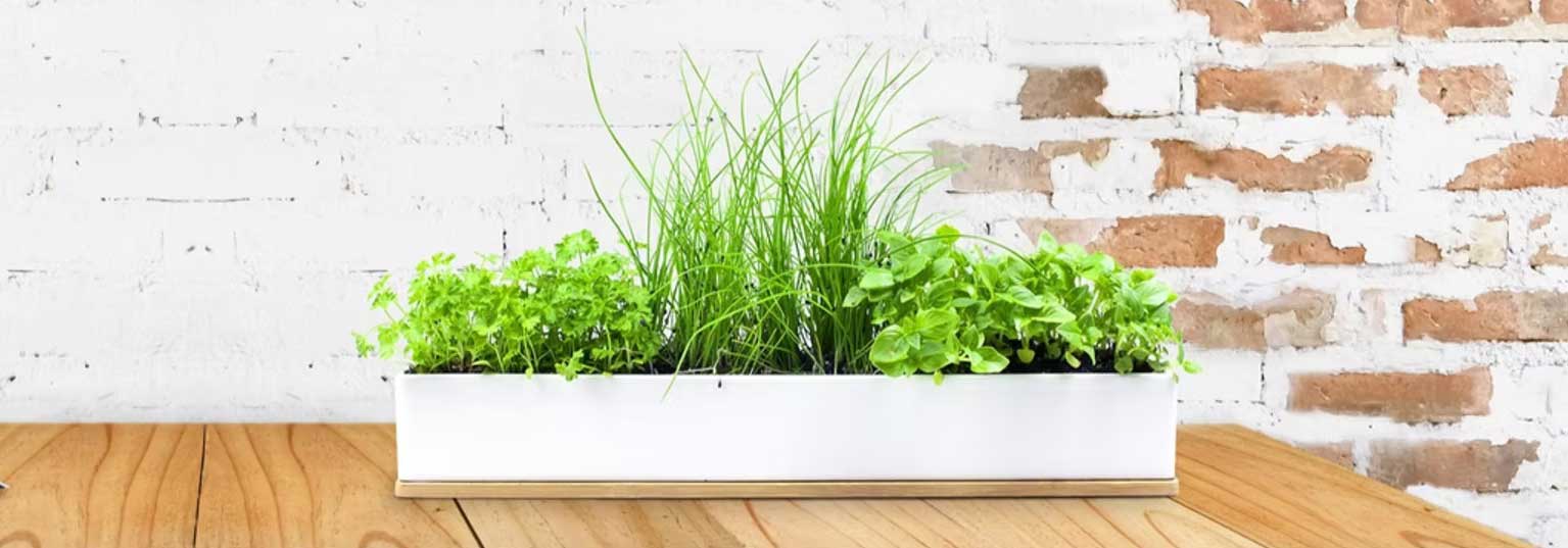 A white rectangular planter with green herbs and grass sits on a wooden table against a white and brick wall background.