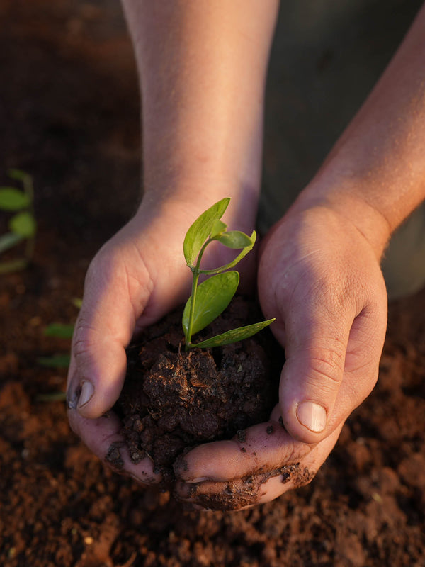 Hands cradling jojoba seedlings grown for The Jojoba Company Australian Jojoba