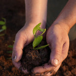 Hands holding jojoba beans grown for The Jojoba Company Jojoba Lip Balm