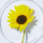 Fresh sunflower, a key ingredient in Andalou Brilliant Shine Sunflower & Citrus Shampoo