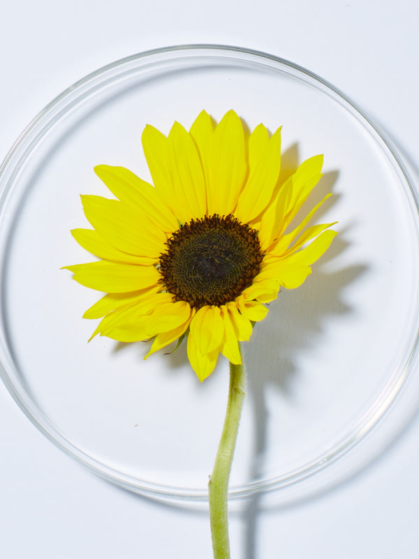 Fresh sunflower, a key ingredient in Andalou Brilliant Shine Sunflower & Citrus Shampoo