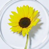 Fresh sunflower, a key ingredient in Andalou Brilliant Shine Sunflower & Citrus Conditioner