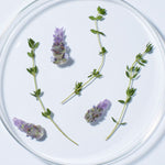Fresh lavender, a key ingredient in Andalou Full Volume Lavender & Biotin Conditioner