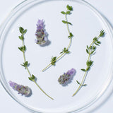 Fresh lavender, a key ingredient in Andalou Full Volume Lavender & Biotin Conditioner