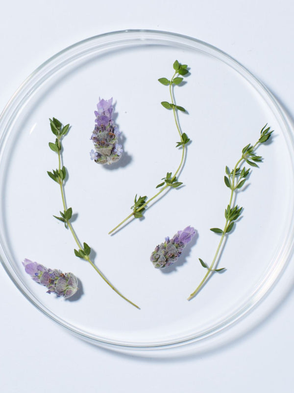 Fresh lavender, a key ingredient in Andalou Full Volume Lavender & Biotin Conditioner