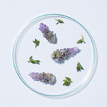 Fresh lavender, a key ingredient in Andalou Full Volume Lavender & Biotin Shampoo