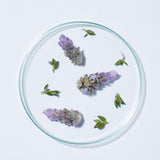 Fresh lavender, a key ingredient in Andalou Full Volume Lavender & Biotin Shampoo