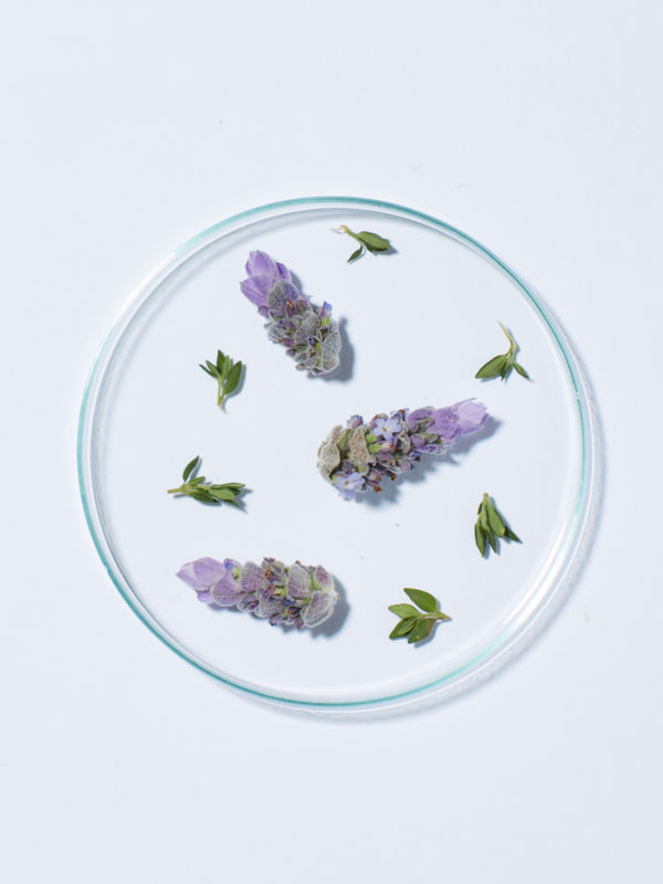Fresh lavender, a key ingredient in Andalou Full Volume Lavender & Biotin Shampoo