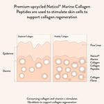Nutra Naturals Marine Collagen Beauty skin science infographic