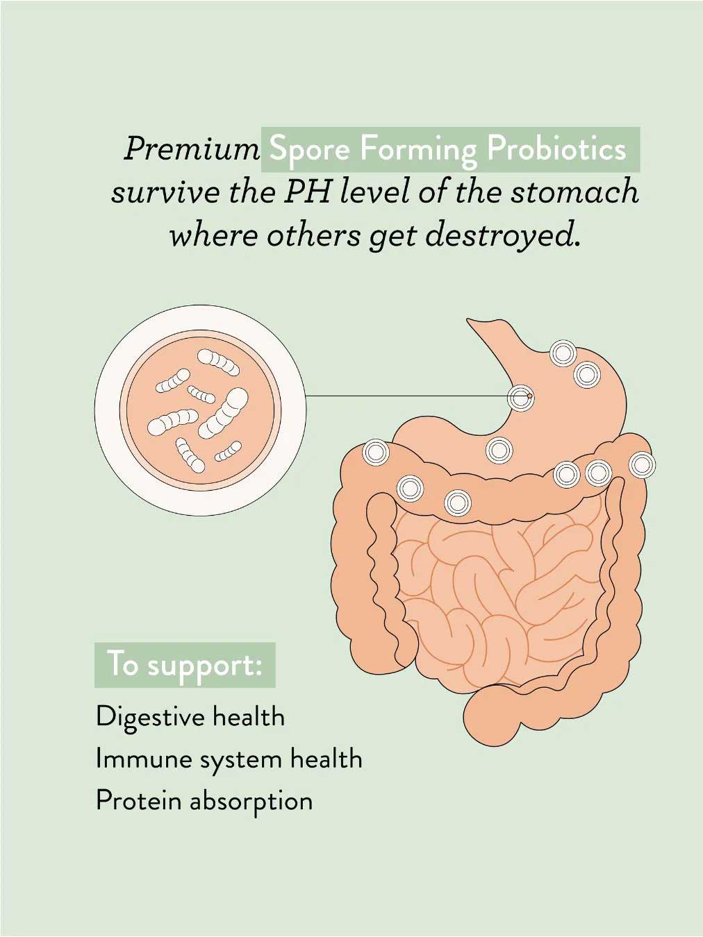 Illustration of stomach and intestines shows probiotics and spores. Nutra Naturals Super Greens + Reds Watermelon Strawberry 300g contains spore-forming probiotics that survive stomach pH to aid digestion, immunity, and protein absorption.