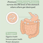 Illustration of stomach and intestines shows probiotics and spores. Nutra Naturals Super Greens + Reds Watermelon Strawberry 300g contains spore-forming probiotics that survive stomach pH to aid digestion, immunity, and protein absorption.