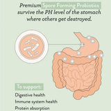 Illustration of stomach and intestines shows probiotics and spores. Nutra Naturals Super Greens + Reds Watermelon Strawberry 300g contains spore-forming probiotics that survive stomach pH to aid digestion, immunity, and protein absorption.