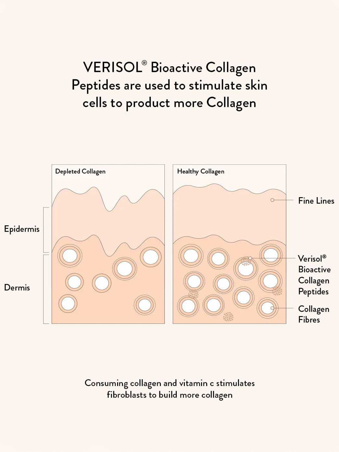 Diagram showing how Nutra Naturals Collagen Beauty Caramel 225g supports collagen production in skin layers, helping reduce fine lines and boost hydration in the dermis and epidermis with bioactive collagen peptides.