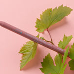 A muted pink-brown 100% Pure lip liner lies diagonally across green vine leaves on a pale pink surface. The barrel is labelled Cognac.