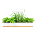 The Urban Greens Windowsill Grow Kit Microherbs features a rectangular white planter box with assorted green herbs, such as parsley, chives, and oregano, planted in soil against a white background.