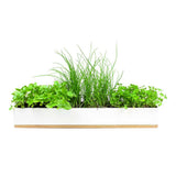 The Urban Greens Windowsill Grow Kit Microherbs features a rectangular white planter box with assorted green herbs, such as parsley, chives, and oregano, planted in soil against a white background.