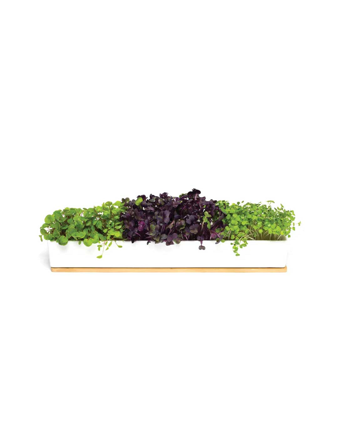 The Urban Greens Windowsill Grow Kit Microgreens features a rectangular white planter with dense green and dark purple leafy microgreens on a light wooden base, displayed against a white background.