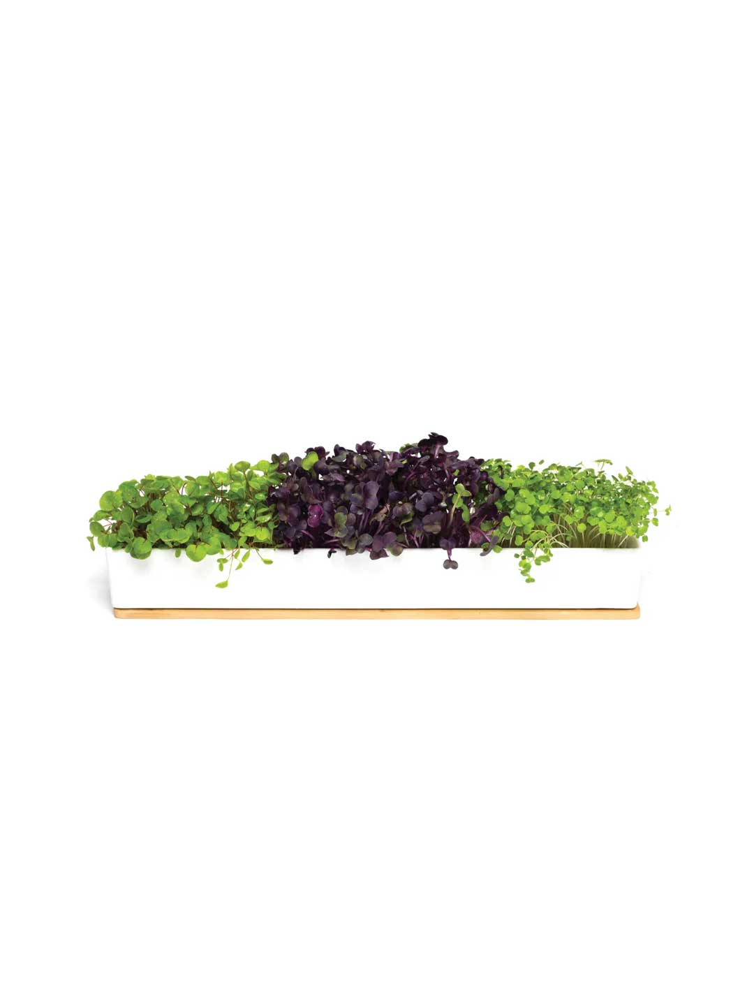 The Urban Greens Windowsill Grow Kit Microgreens features a rectangular white planter with dense green and dark purple leafy microgreens on a light wooden base, displayed against a white background.