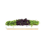 The Urban Greens Windowsill Grow Kit Microgreens features a rectangular white planter with dense green and dark purple leafy microgreens on a light wooden base, displayed against a white background.