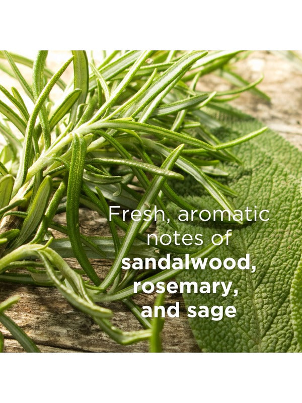 Close-up of green rosemary and sage leaves. Text describes the Andalou Argan Stem Cell haircare scent as fresh aromatic notes of sandalwood, rosemary and sage.