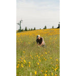 A man harvesting arnica flowers in a field full of yellow blossoms, surrounded by tall grass and distant trees under a clear sky.