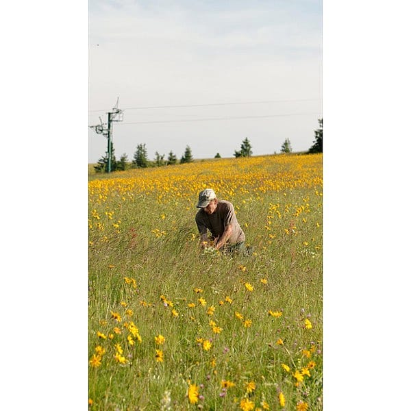 A man harvesting arnica flowers in a field full of yellow blossoms, surrounded by tall grass and distant trees under a clear sky.