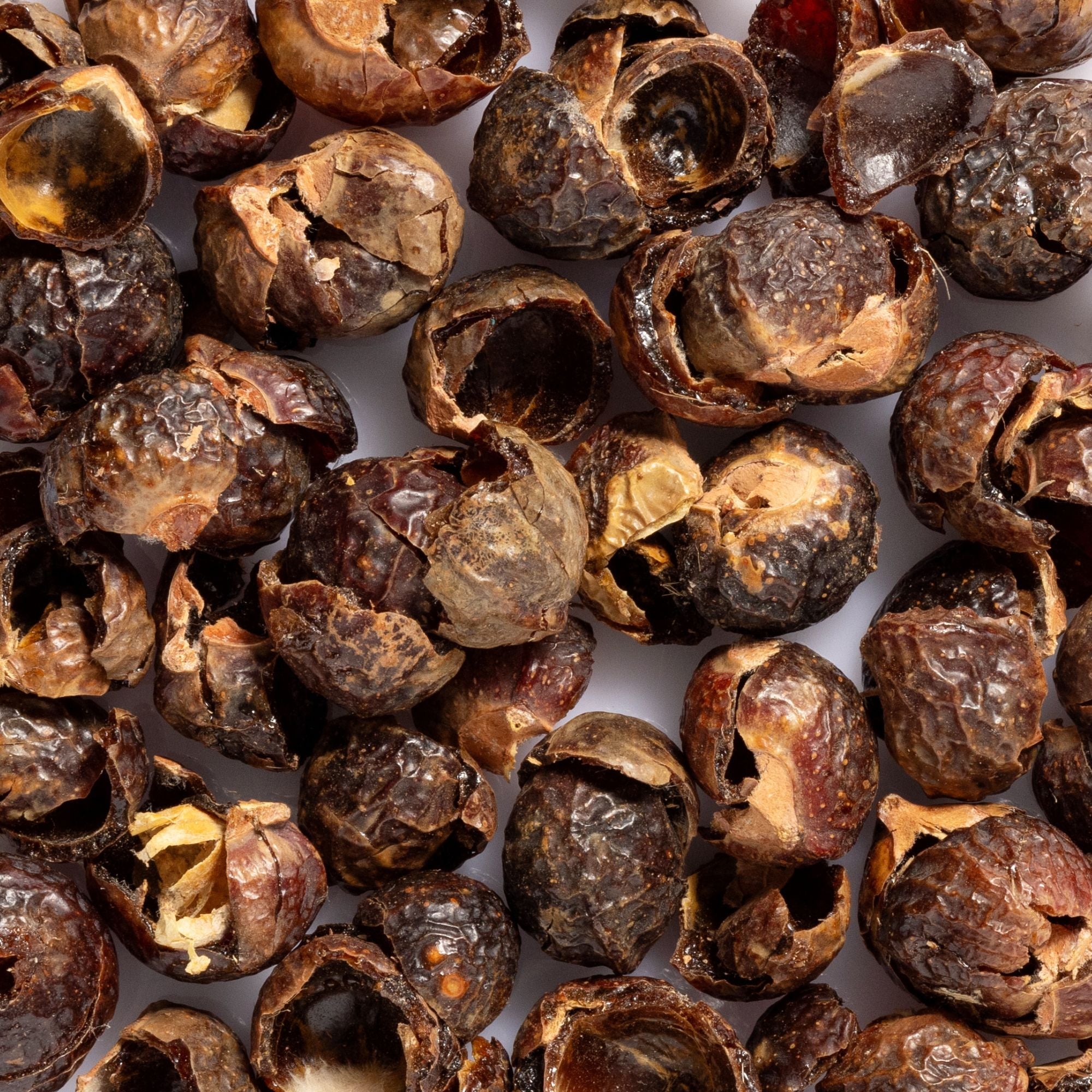 Close-up of brown soapberry shells with dark shiny interiors, the botanical ingredient featured in Biologi Bc Refresh Cleanser.