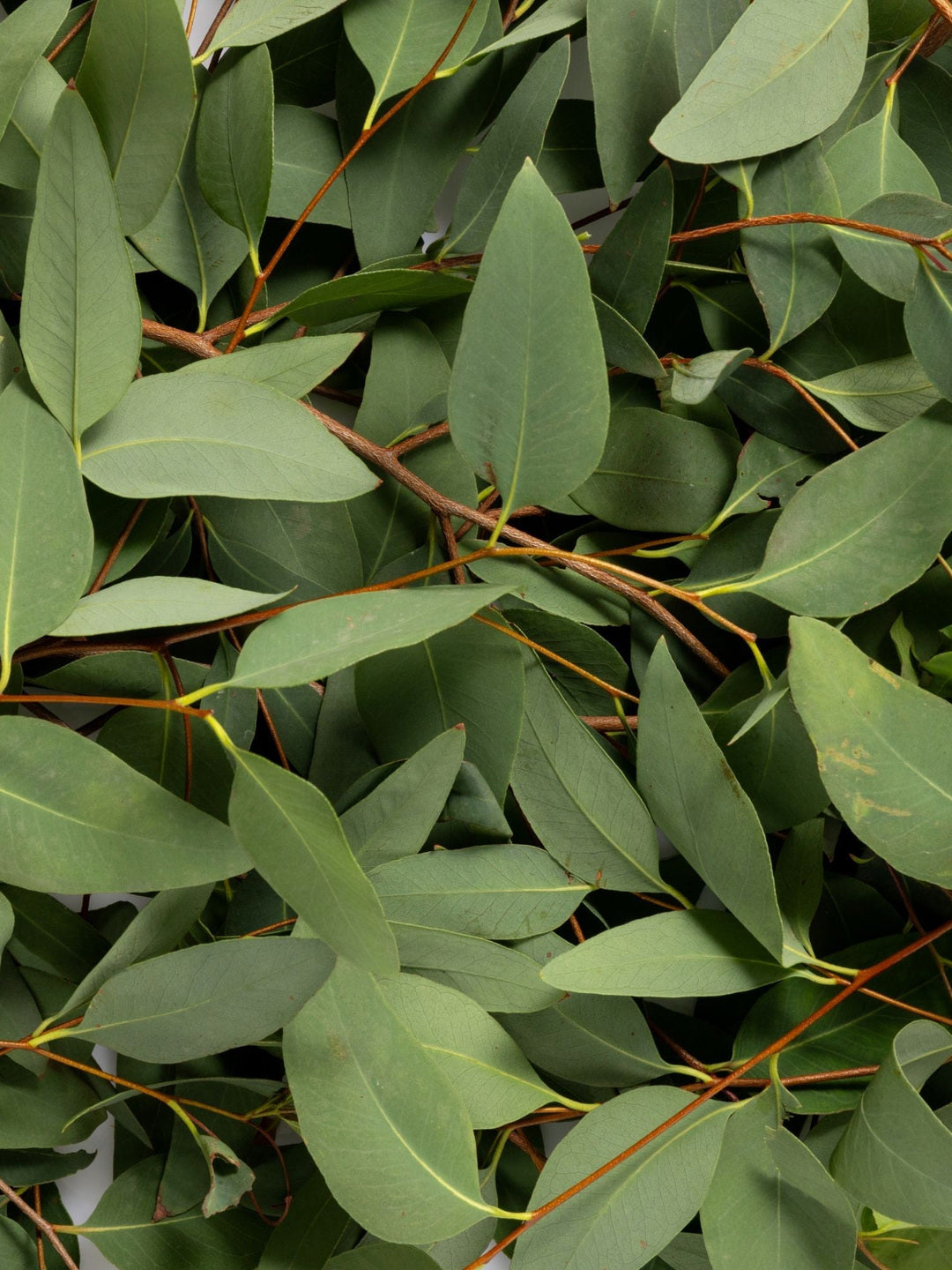Close-up of green eucalyptus leaves on slender reddish stems, the botanical ingredient image for Biologi Bg Defence Anti-Pollution Serum.