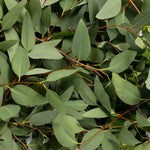 Close-up of green eucalyptus leaves on slender reddish stems, the botanical ingredient image for Biologi Bg Defence Anti-Pollution Serum.