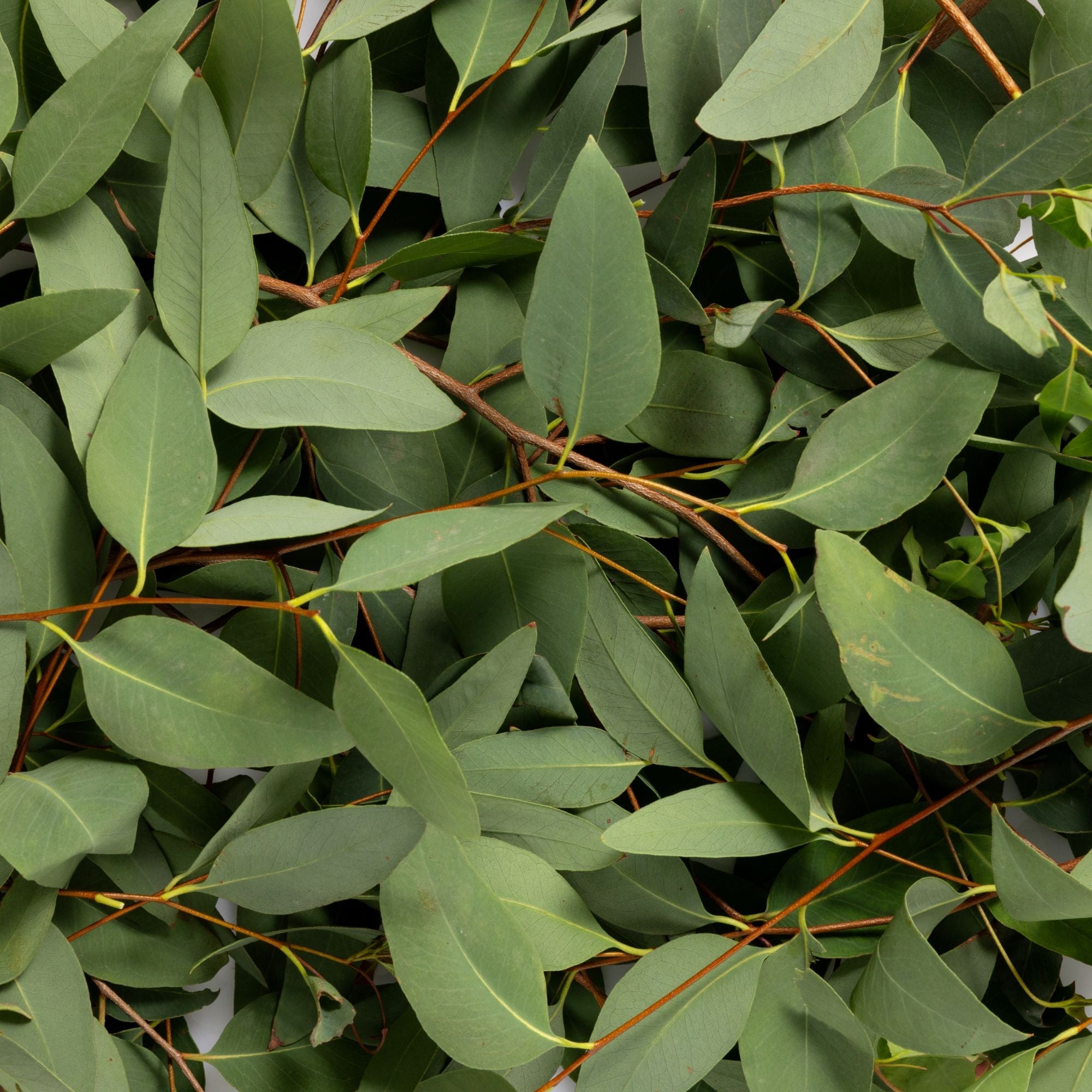 Close-up of green eucalyptus leaves on slender reddish stems, the botanical ingredient image for Biologi Bg Defence Anti-Pollution Serum.