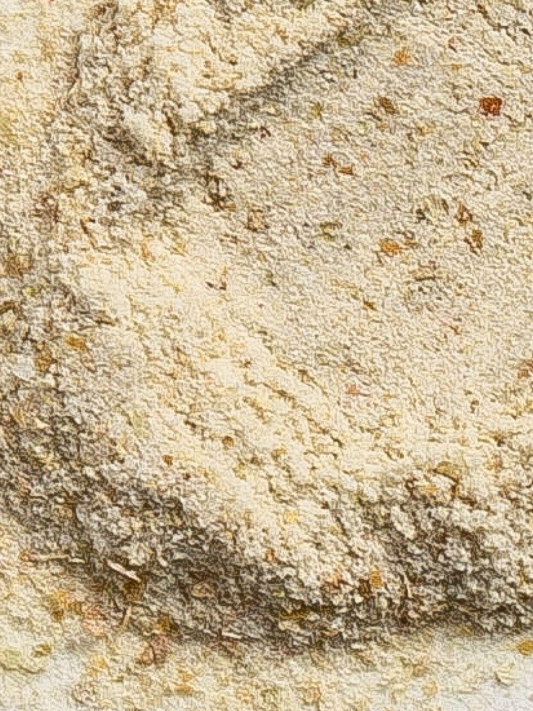 Close-up of the pale yellow finely milled powder in Biologi Bx Reveal Exfoliant, with small grains and soft ridges visible.