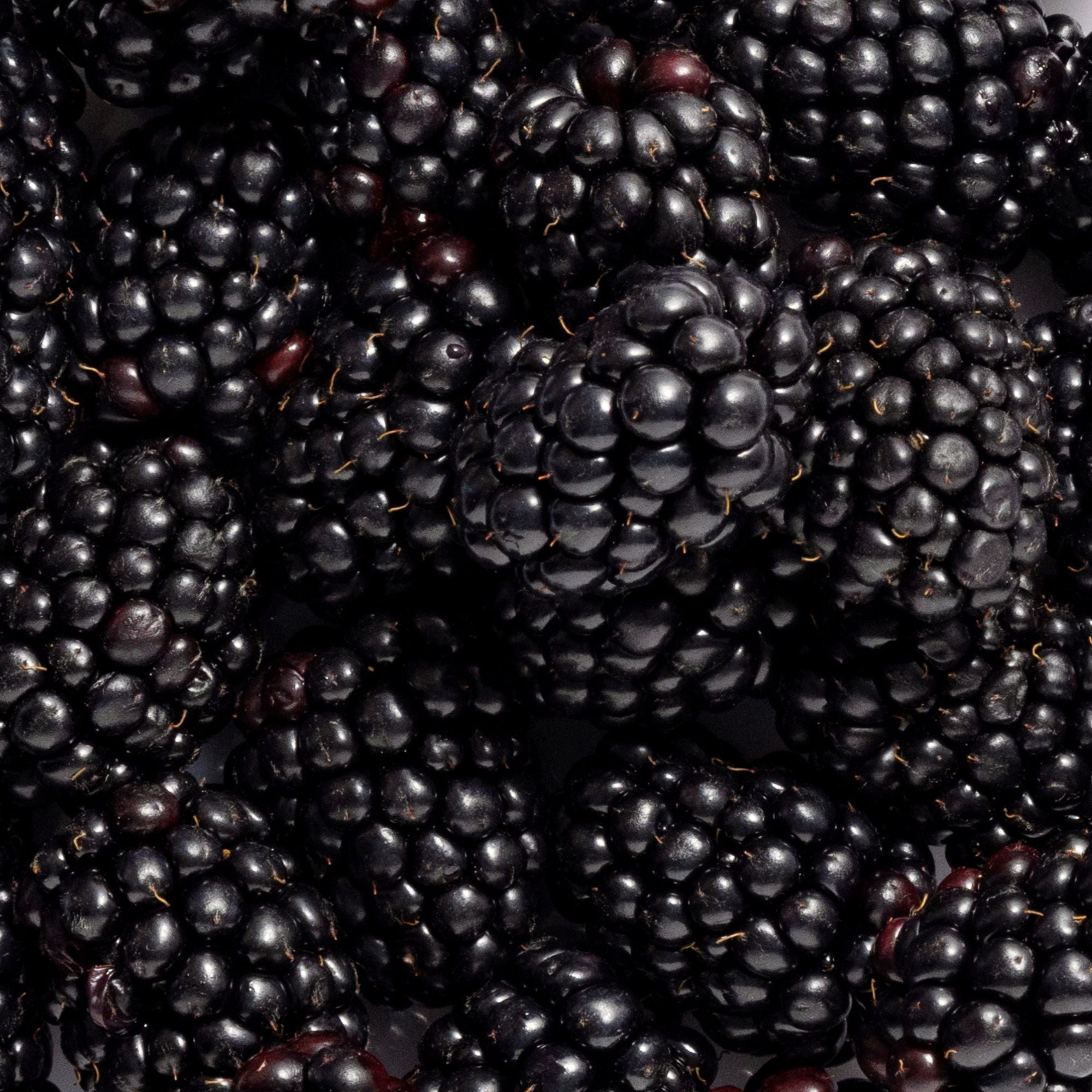 Close-up of ripe glossy blackberries, the botanical ingredient image for Biologi By Blackberry Seed Oil.