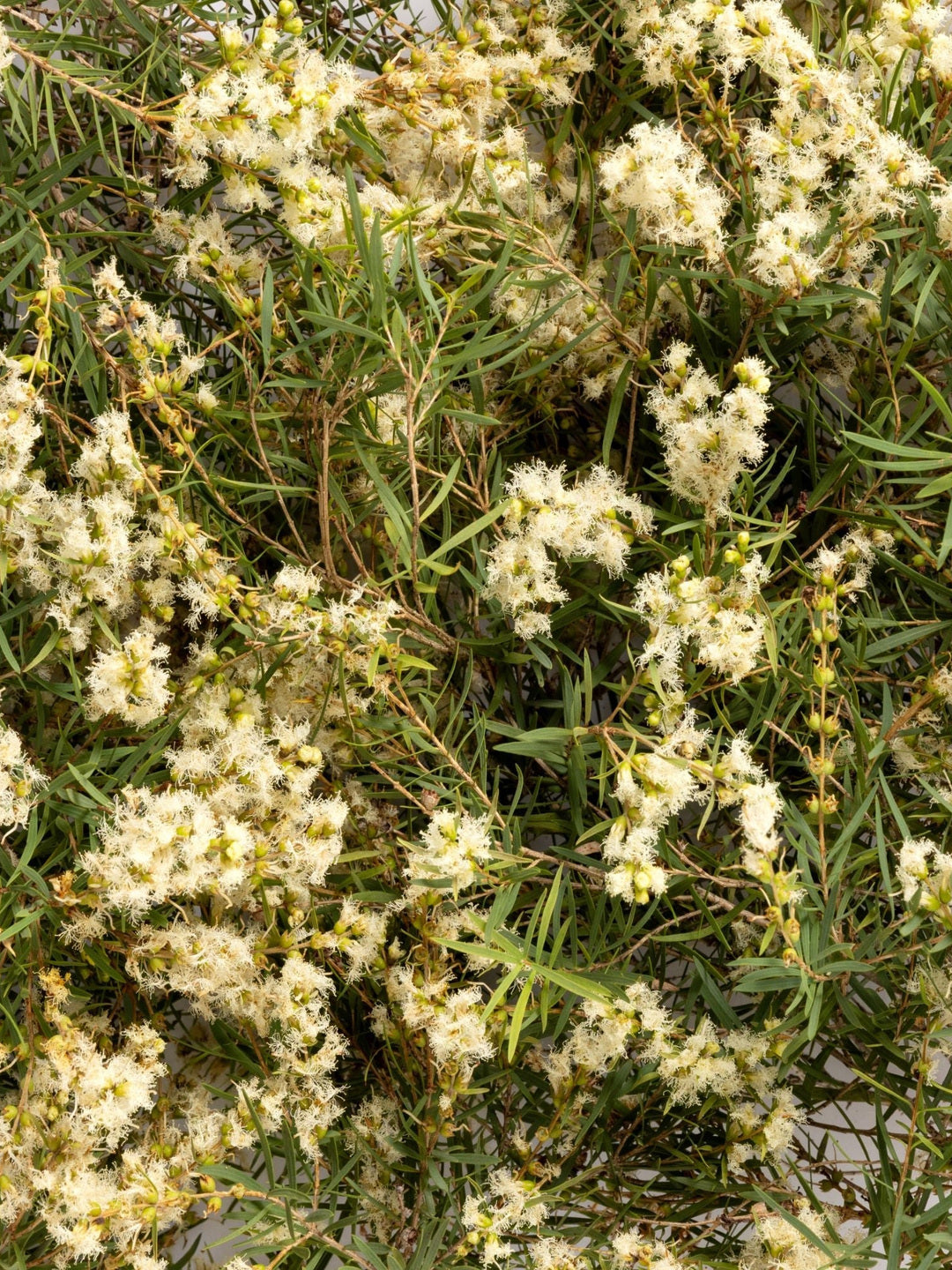 Close-up of fine green foliage covered in small white snowflower blossoms, the botanical ingredient image for Biologi Hydra Calm Bio Cellulose Sheet Mask.