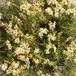 Close-up of fine green foliage covered in small white snowflower blossoms, the botanical ingredient image for Biologi Hydra Calm Bio Cellulose Sheet Mask.