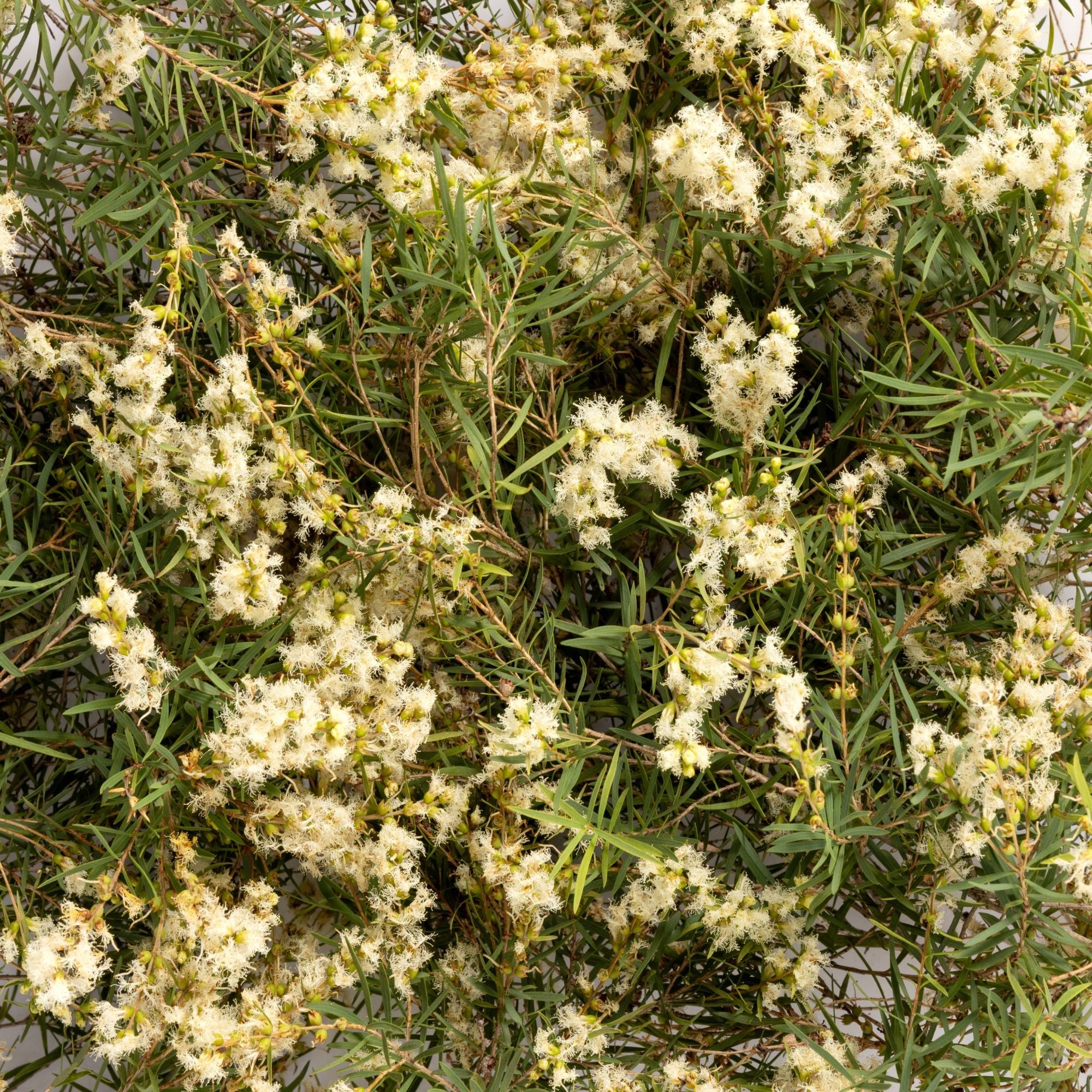 Close-up of fine green foliage covered in small white snowflower blossoms, the botanical ingredient image for Biologi Hydra Calm Bio Cellulose Sheet Mask.