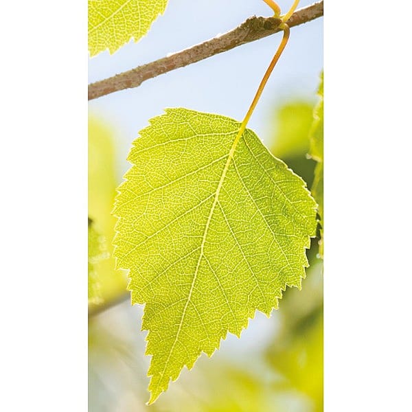 Birch leaf