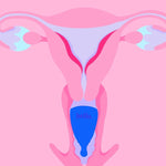 Illustration showing a Hello Period high cervix cup in position