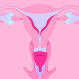 Illustration showing how a Hello Period menstrual cup sits in the body