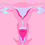 Illustration showing how a Hello Period menstrual cup sits in the body