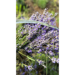 Bunch of lavender flowers