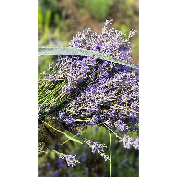 Bunch of lavender flowers