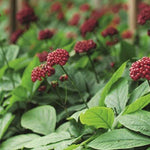 Close-up of flowering ginseng plants growing outdoors, the botanical ingredient featured in Lavera Natural & Strong Deodorant Spray.