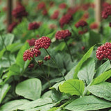 Close-up of flowering ginseng plants growing outdoors, the botanical ingredient featured in Lavera Natural & Strong Deodorant Spray.