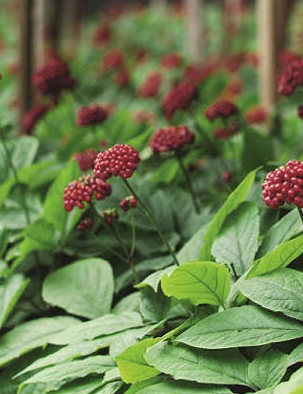 Close-up of flowering ginseng plants growing outdoors, the botanical ingredient featured in Lavera Natural & Strong Deodorant Spray.