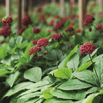 Ginseng plants used in Lavera Natural and Strong Deodorant Spray