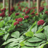 Ginseng plants used in Lavera Natural and Strong Deodorant Spray