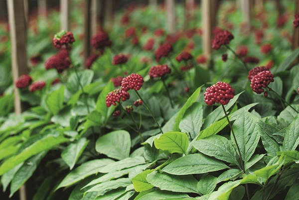 Ginseng plants used in Lavera Natural and Strong Deodorant Spray