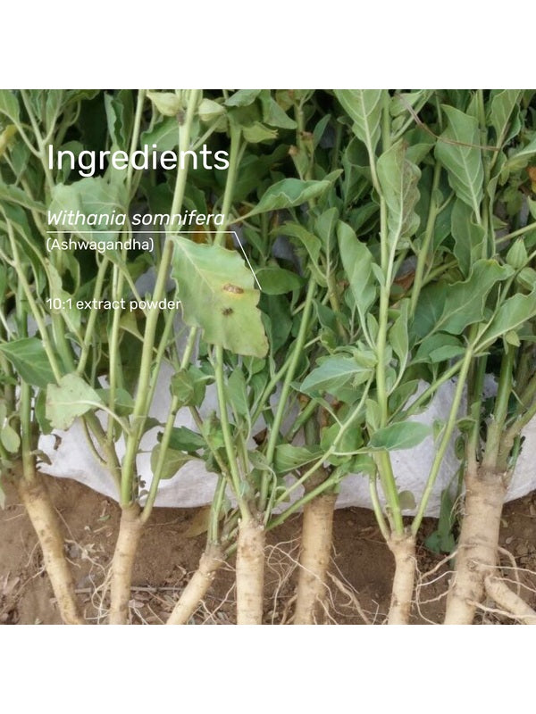 Ashwagandha root ingredient used in SuperFeast capsules