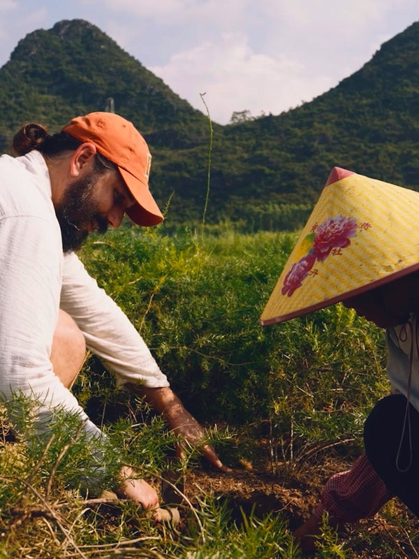 Farmers harvesting herbs in a mountainous growing region